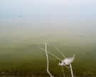 Salton sea, California